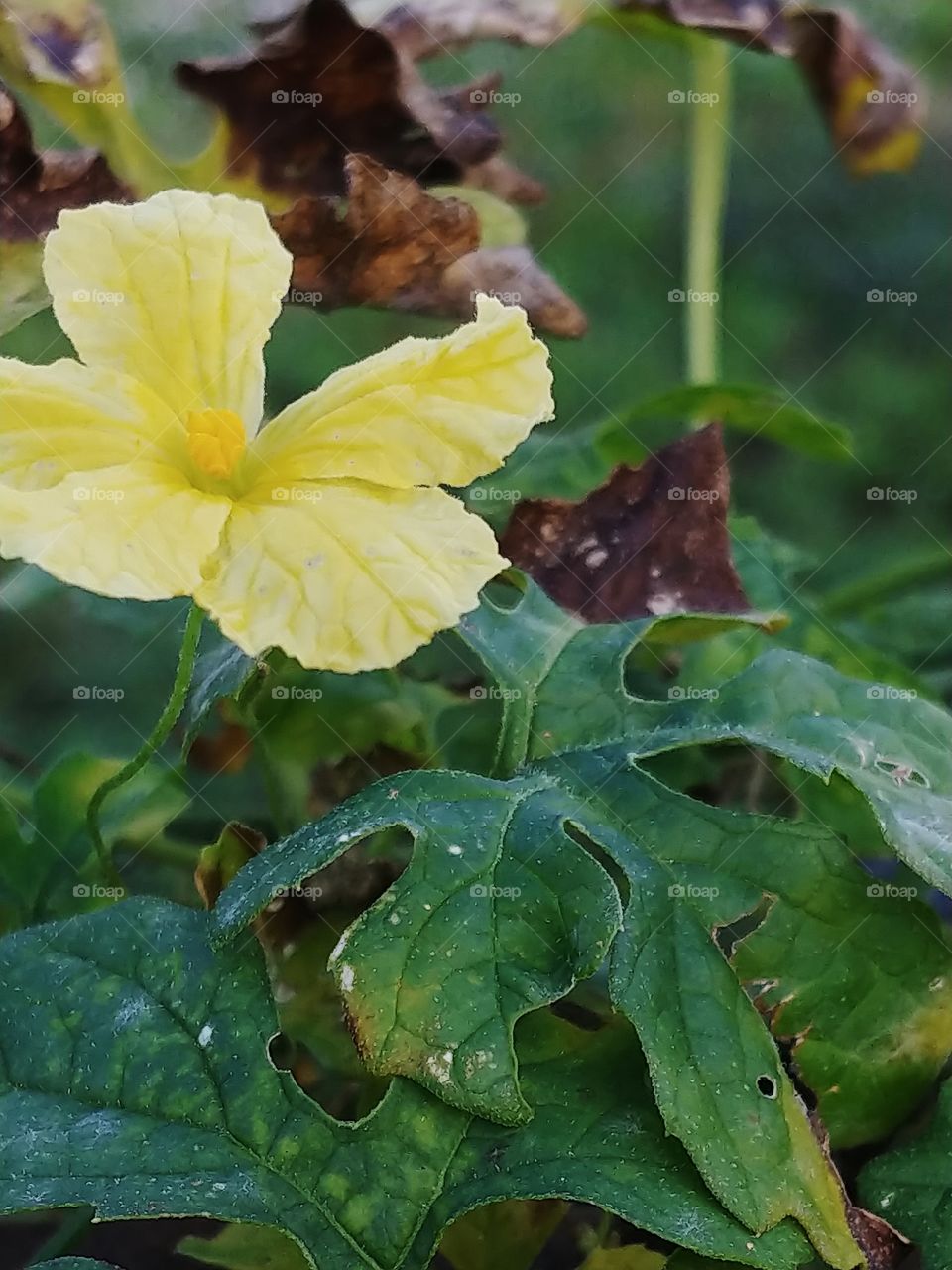 Close-up of a yellow flower with green leaves and dying brown leaves wrapping around a chain link fence.