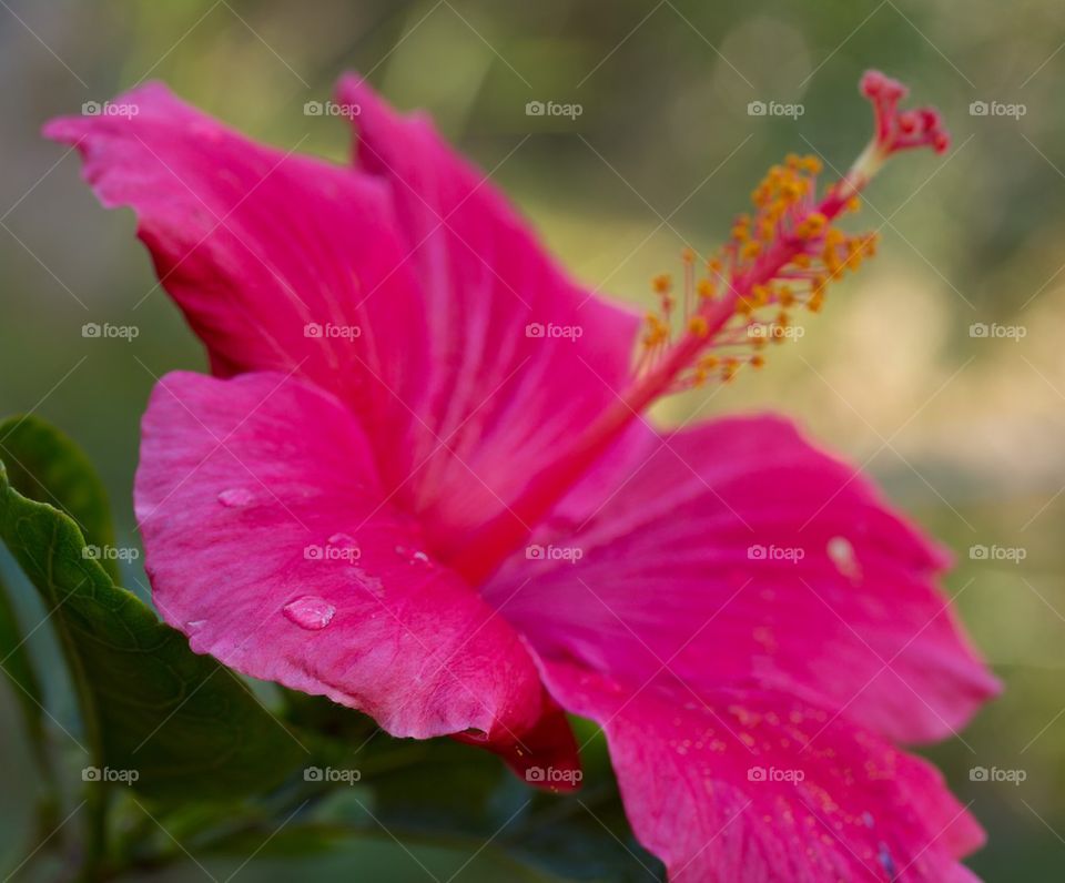 Water Droplets Hibiscus 