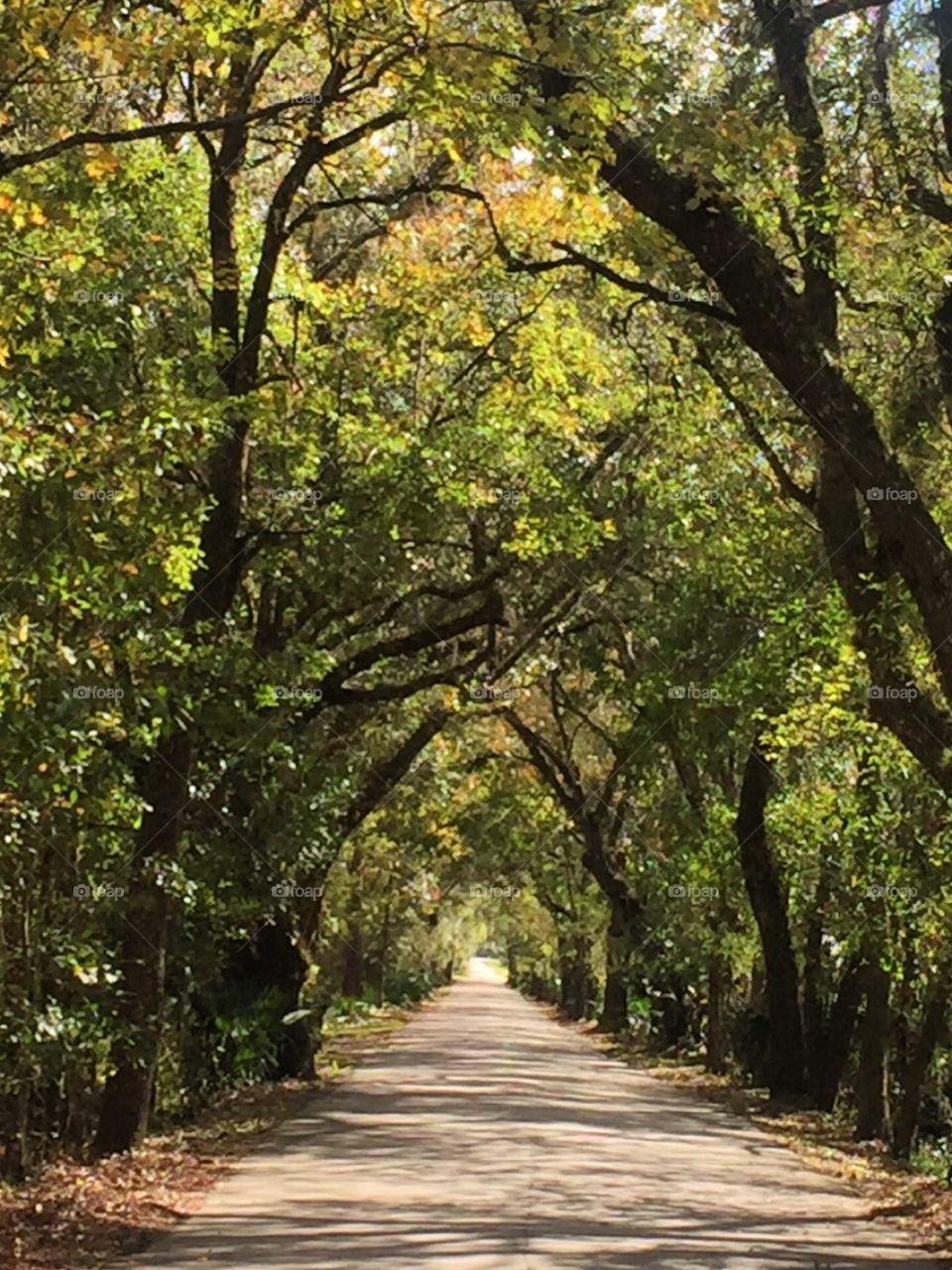 Tunnel of trees 