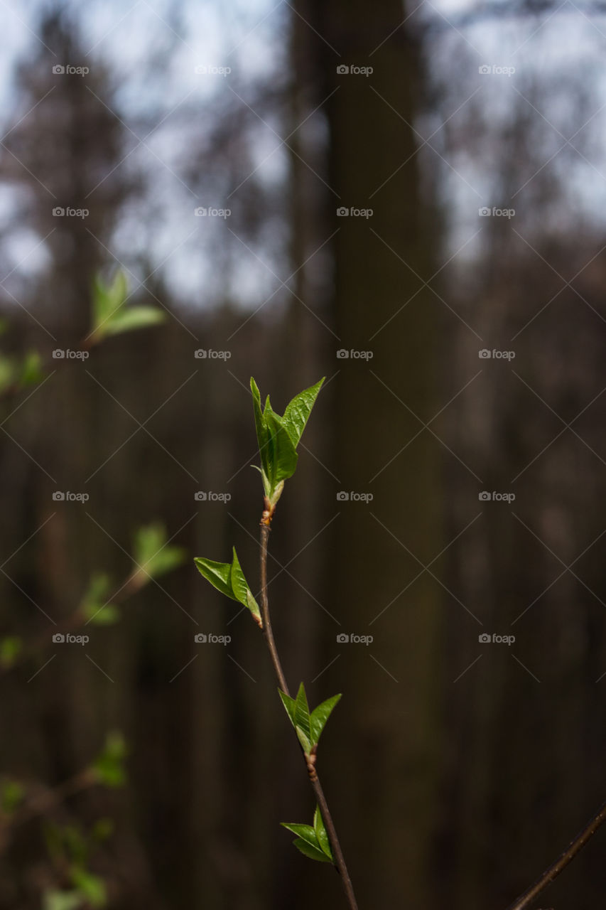 🌿 Thin Twig with the First Green Leaves in the Spring Forest
💚 Beautiful Natural Wallpaper