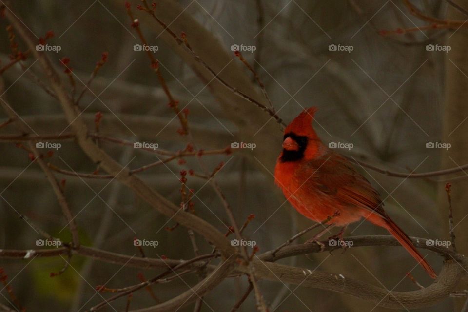 Mr. Cardinal in all his splendor 