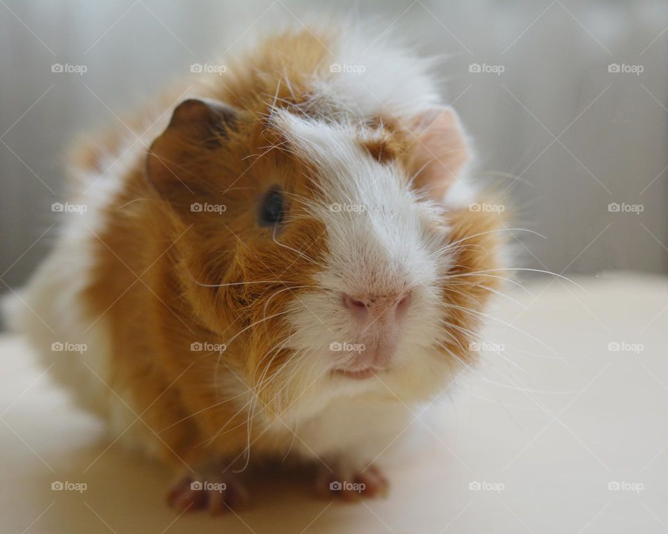 Guinea pig beautiful portrait close up