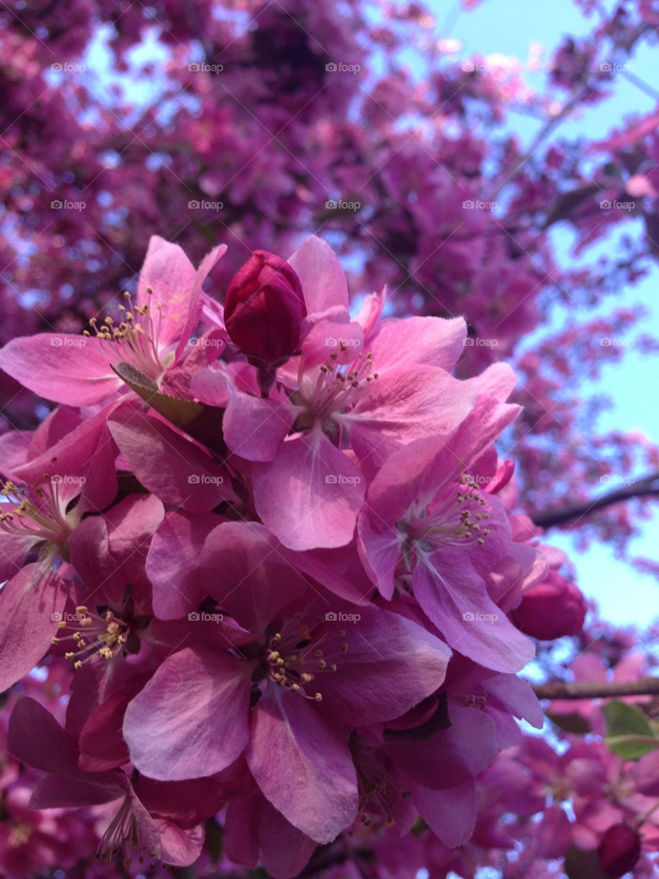Springtime Apple Blossoms. Crabapple blossoms in Colorado in Spring