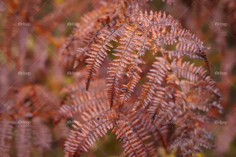 Autumn 