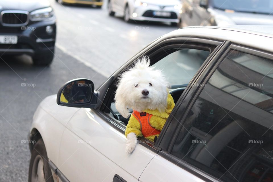 Chihuahua out of a car window 