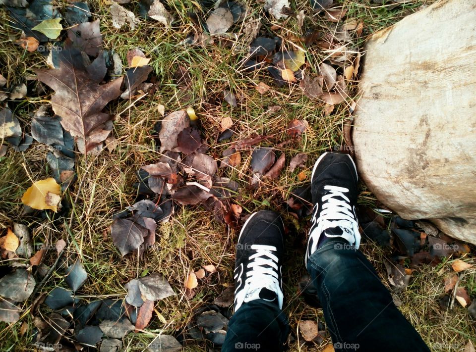 Fall, Leaf, Outdoors, Nature, Wood