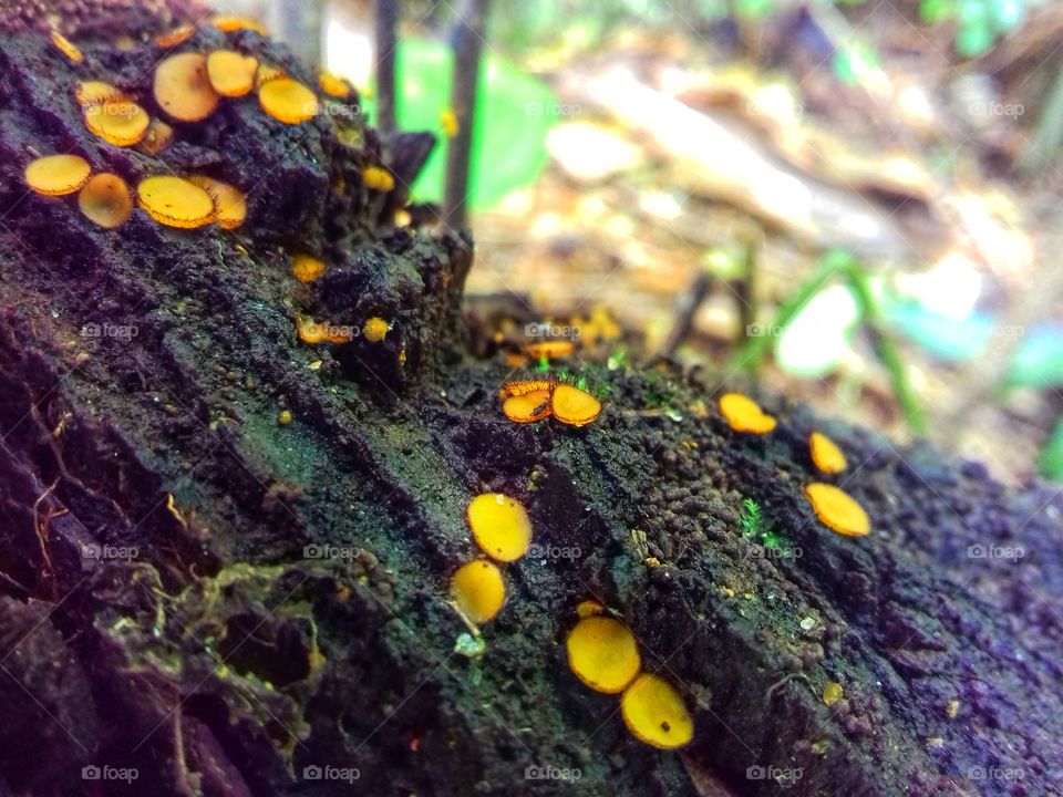 Small mushrooms like the yellow button of an old tree