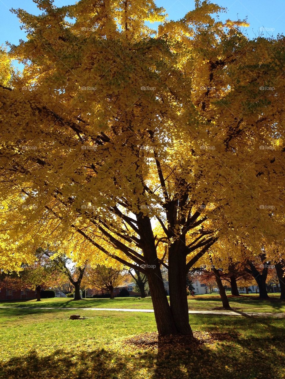 Autumn Tree