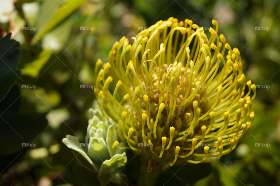 Leucospermum cordifolium. Leucospermum photographié à Madère, l'île aux fleurs