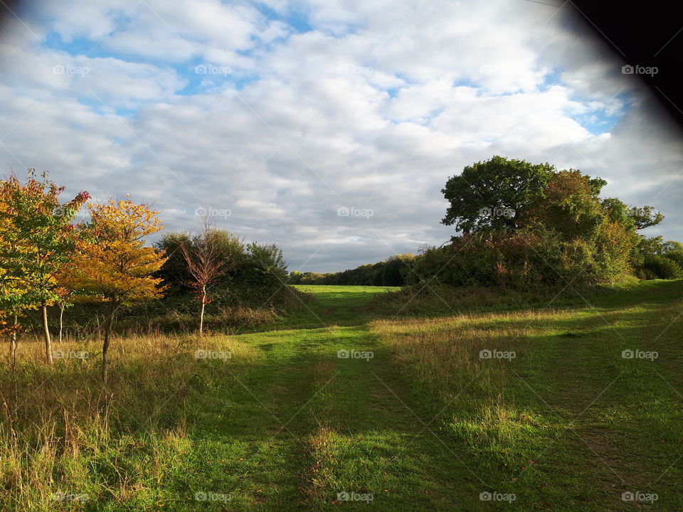 Landscape, Tree, No Person, Nature, Grass