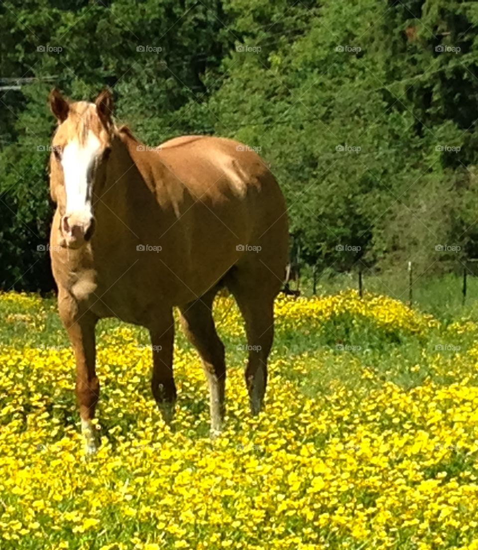 Close-up of horse standing in field