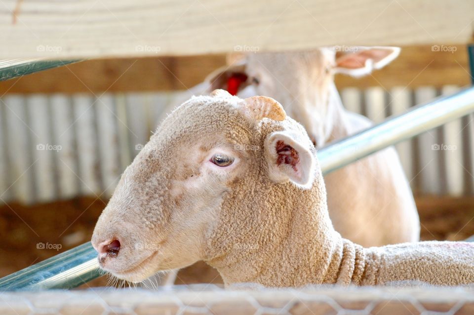 Cute lamb looking away