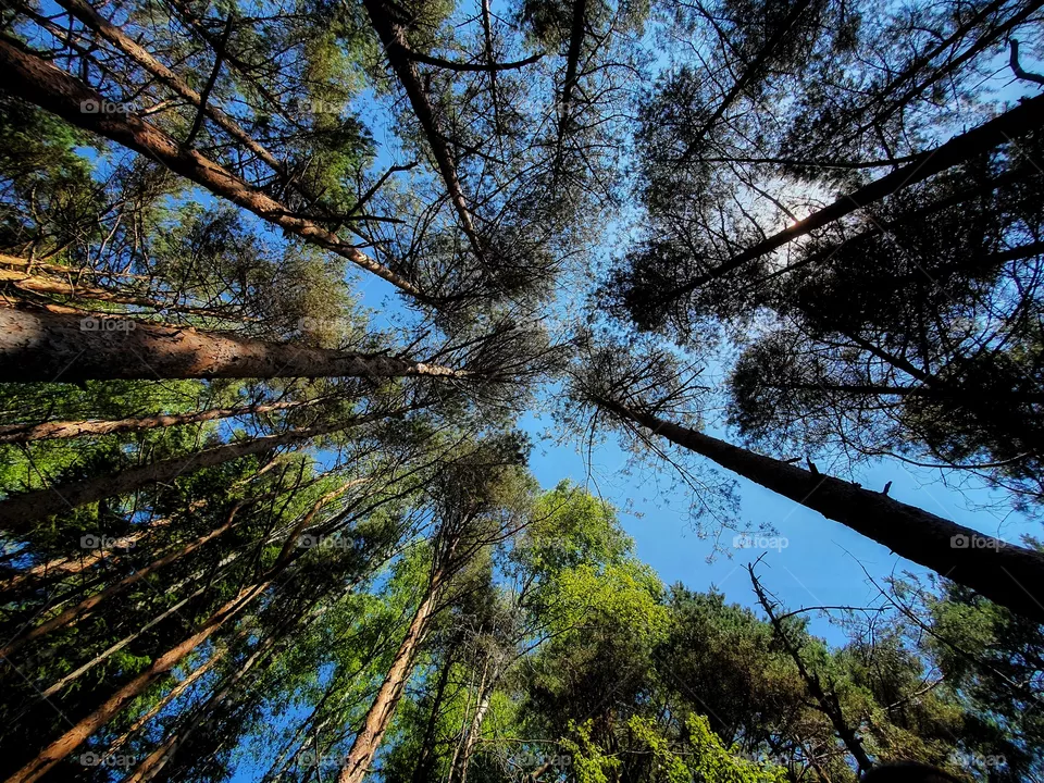 Trees