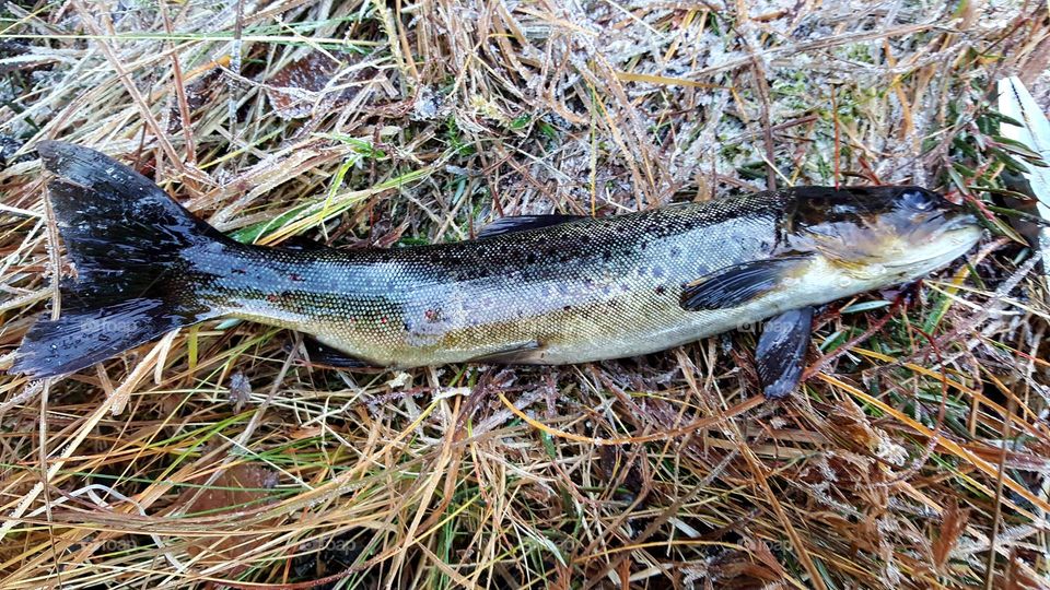 Trout. my first trout Ever. . . .  😀