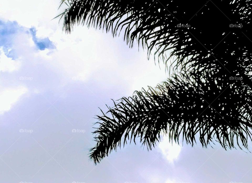 Palm Frond in the Clouds