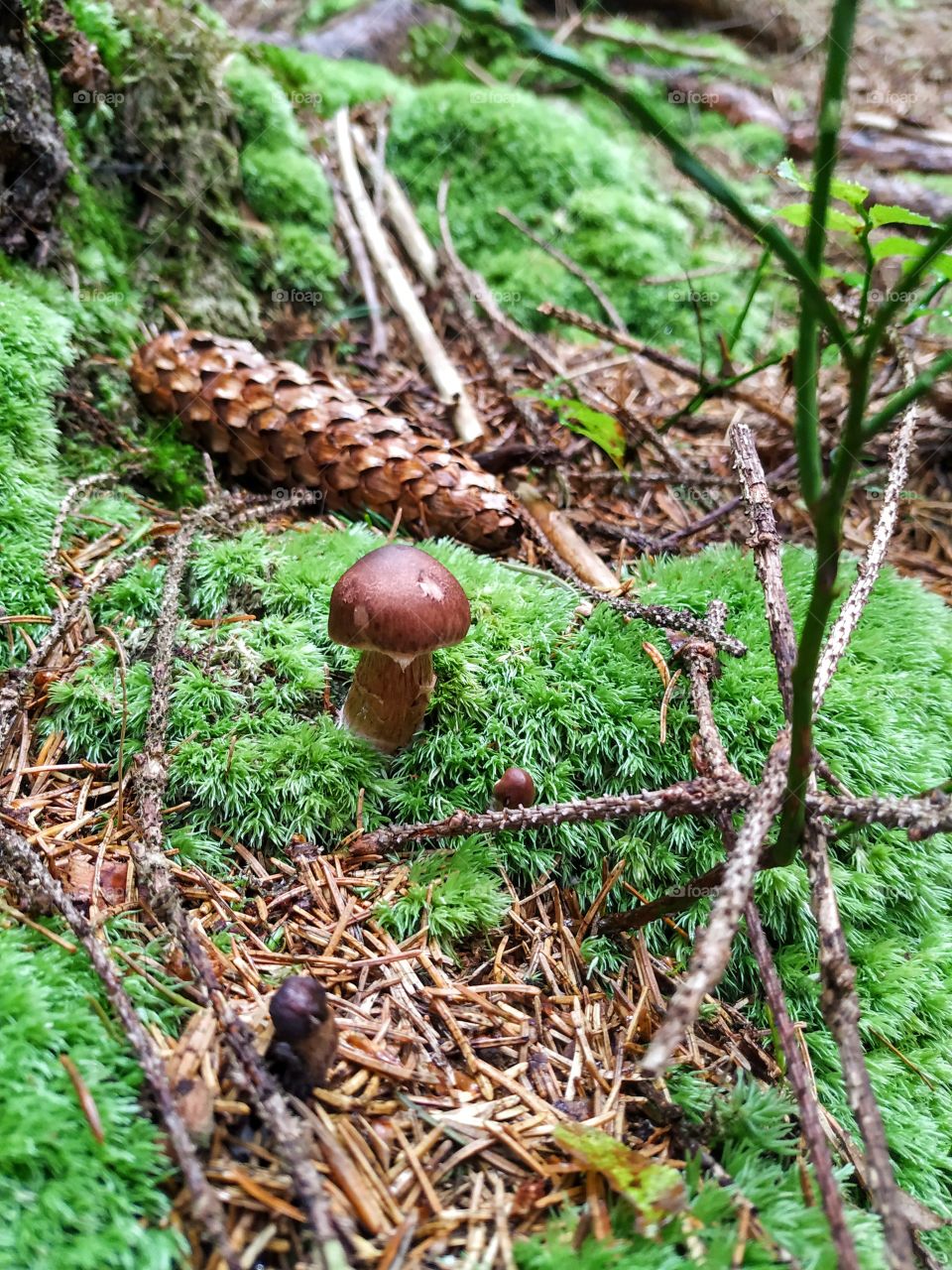 A little mushroom and a pinecone