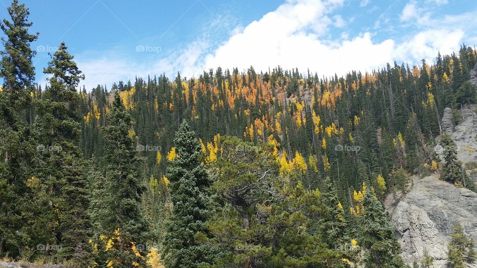 Wood, Tree, Landscape, Scenic, Nature