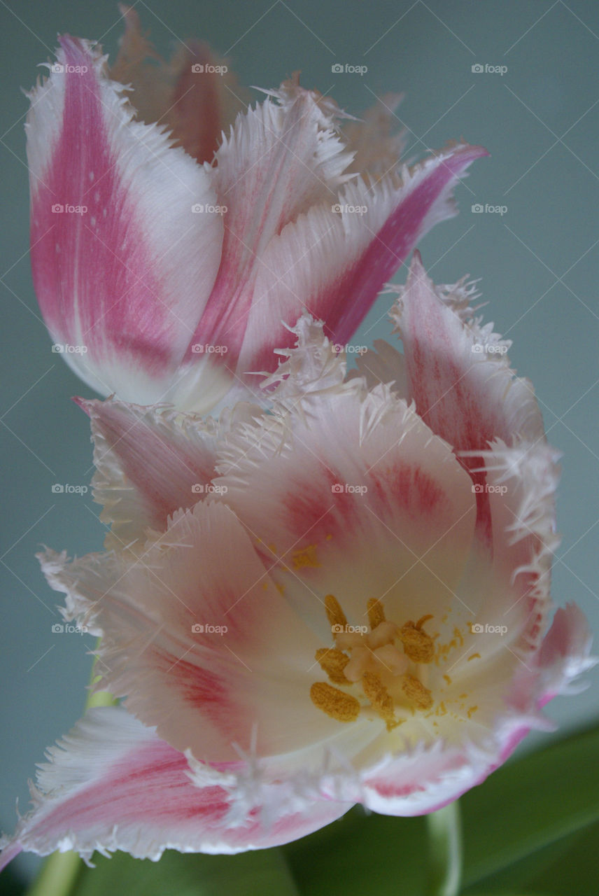 spring flowers garden flora by lgt41