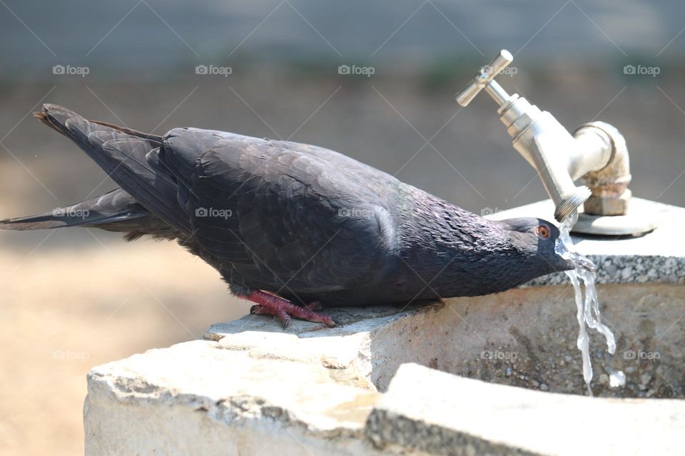 Pigeon