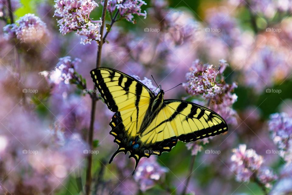 Yellow Monarch Butterfly