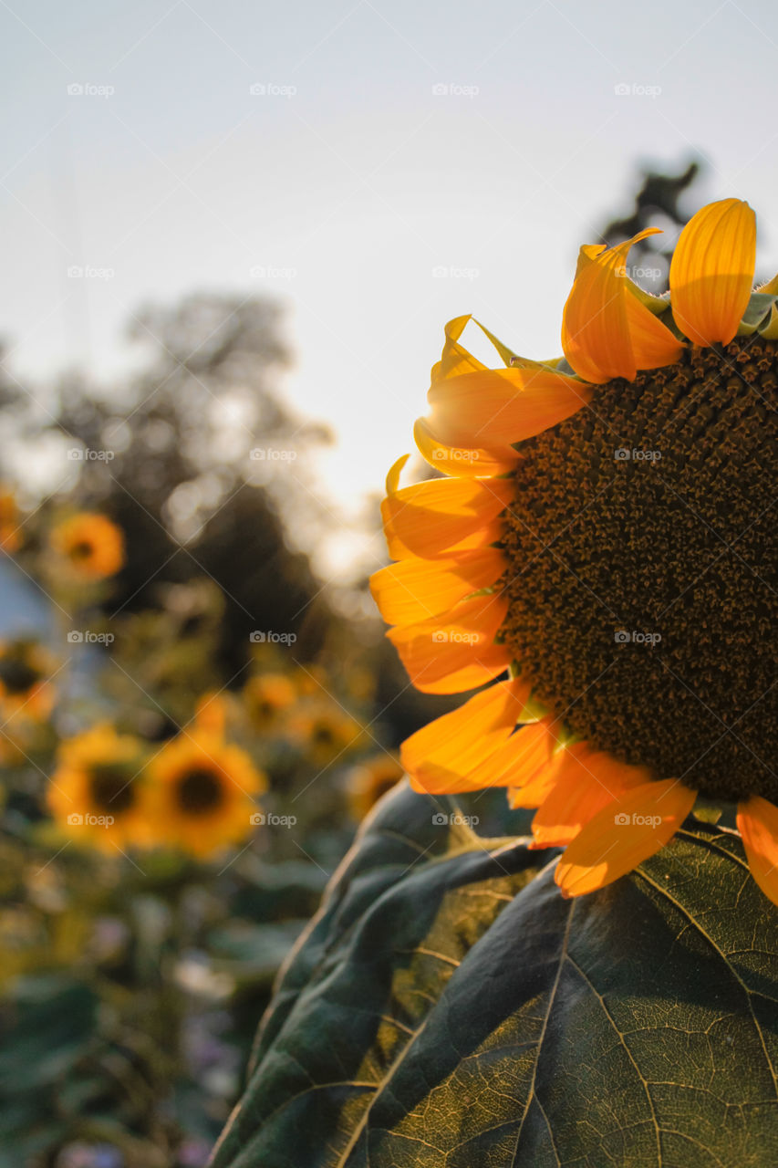 golden hour sunflower