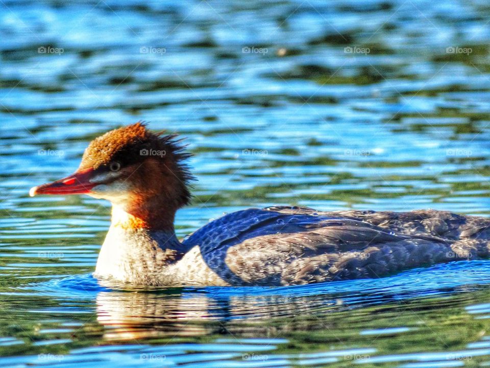 Female Merganser Duck In A Mountain Lake. Duck On A Mountain Lake In California
