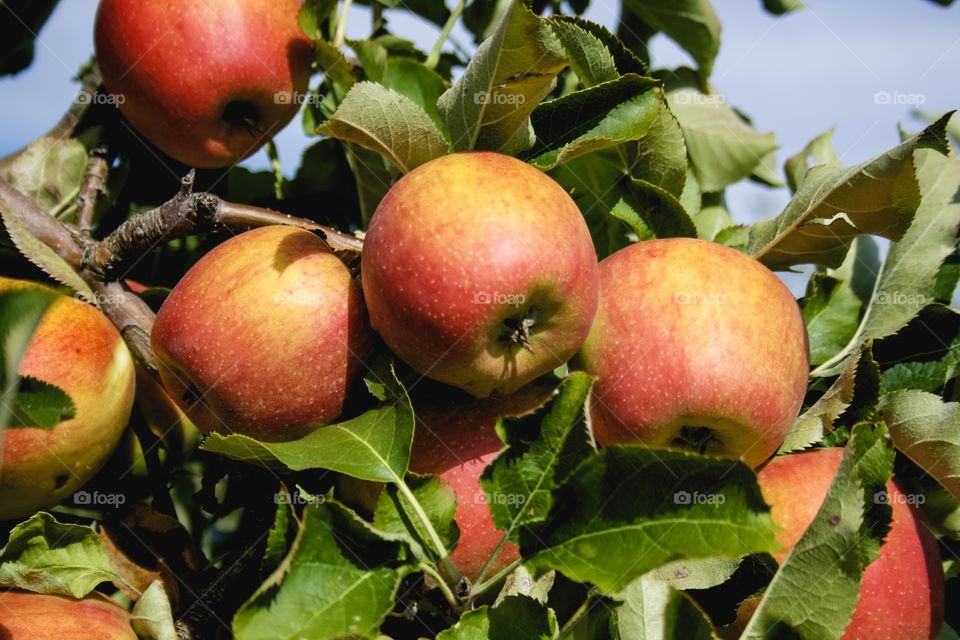 First apples in autumn 