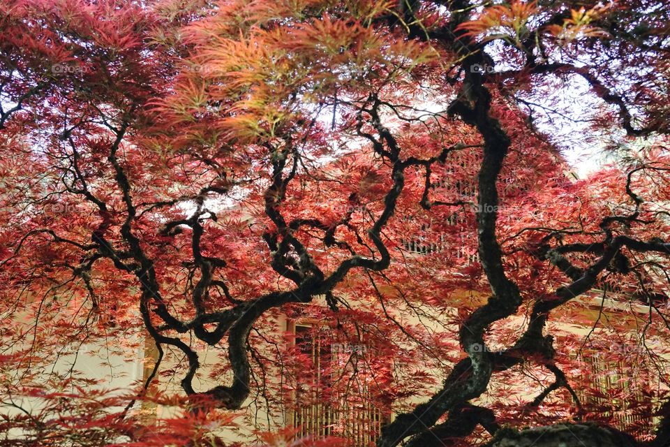 Beautiful red maple and traditional Japanese building 