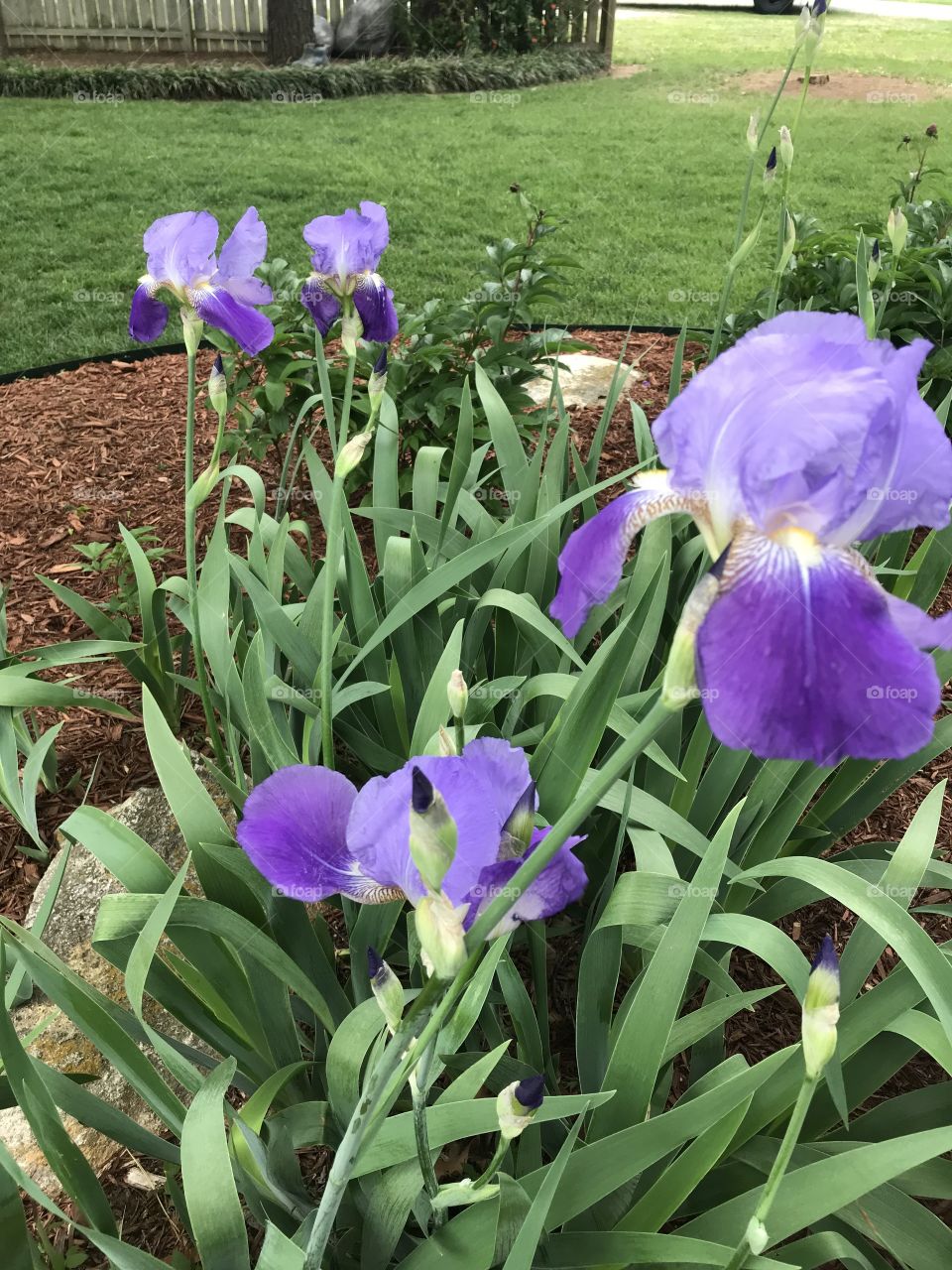 Spring irises