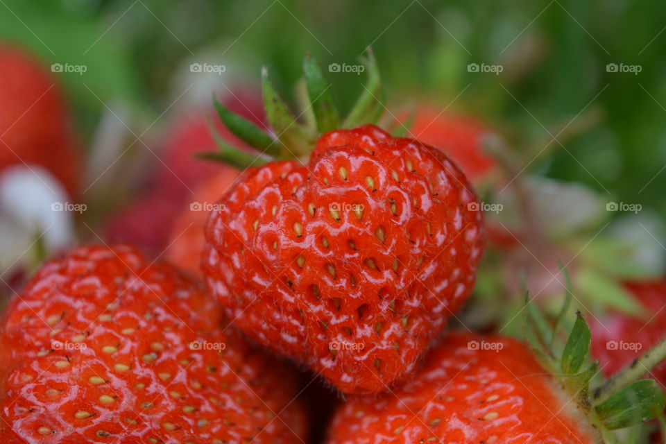 Close-up of a strawberry