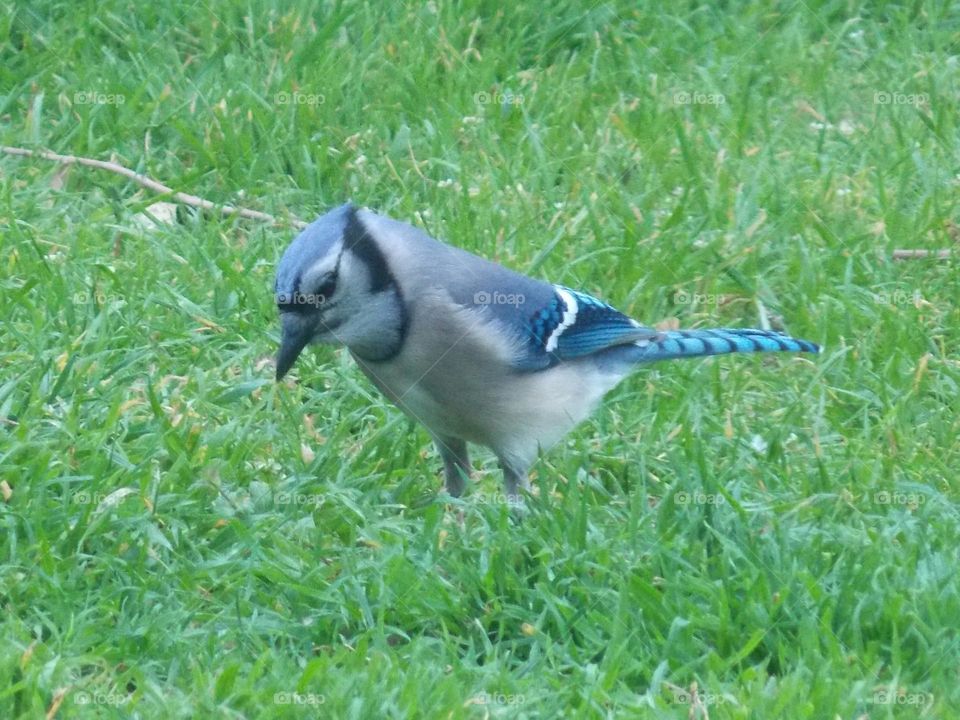 Blue Jay