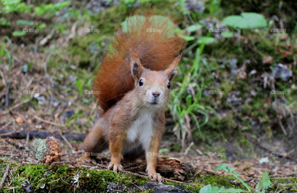 Close-up of squirrel