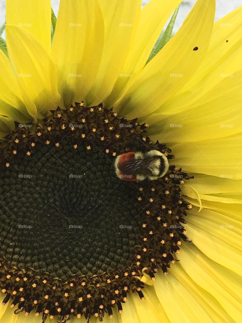 Happy bees