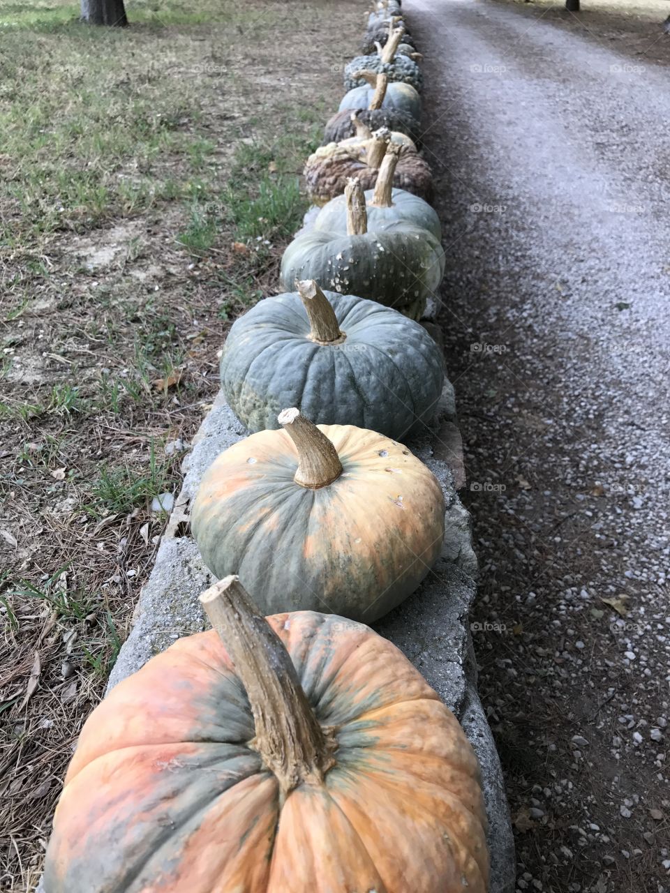 Pumpkins in a row