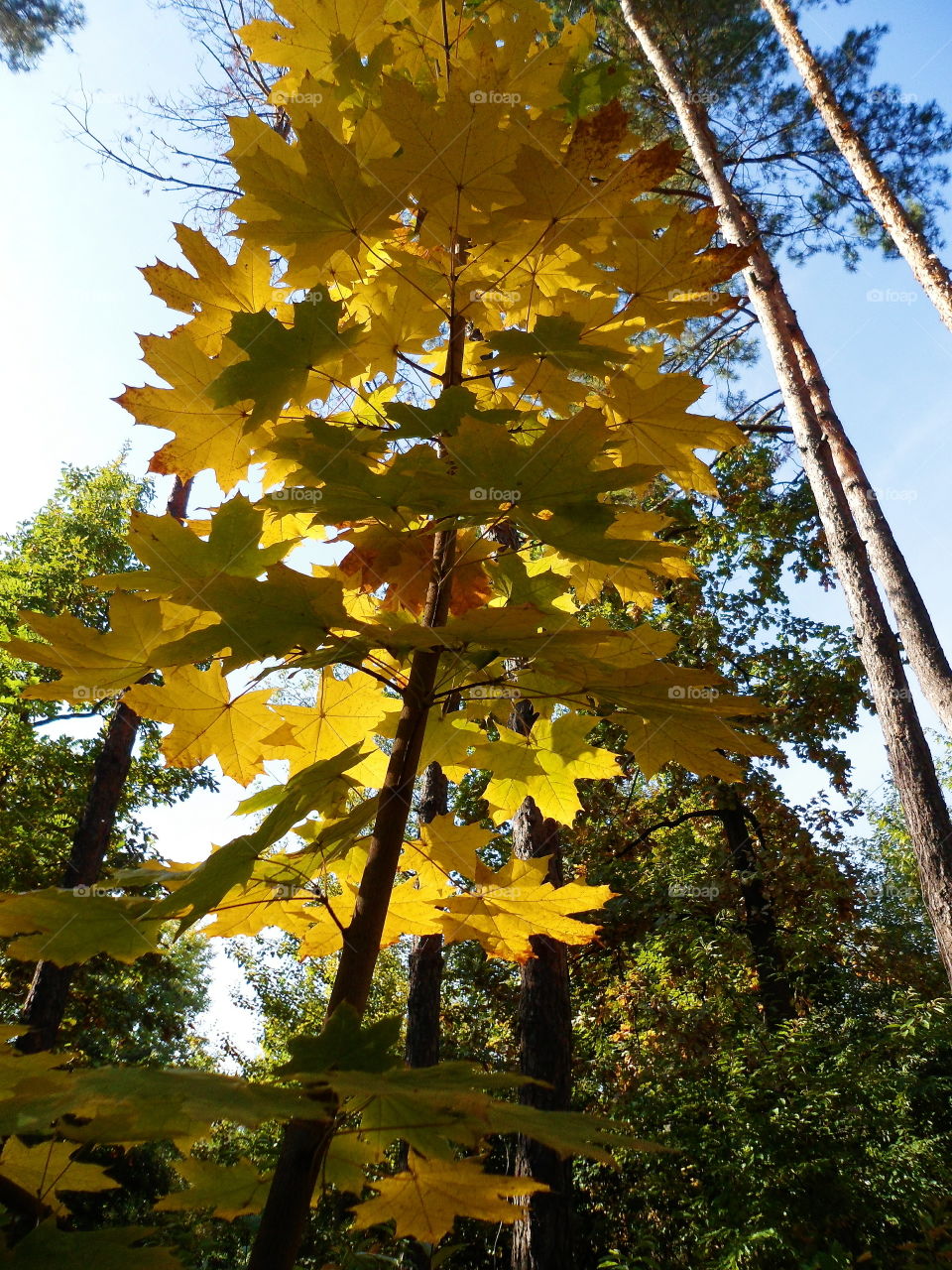 yellow autumn