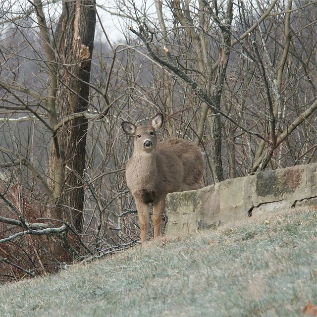 Oh Deer