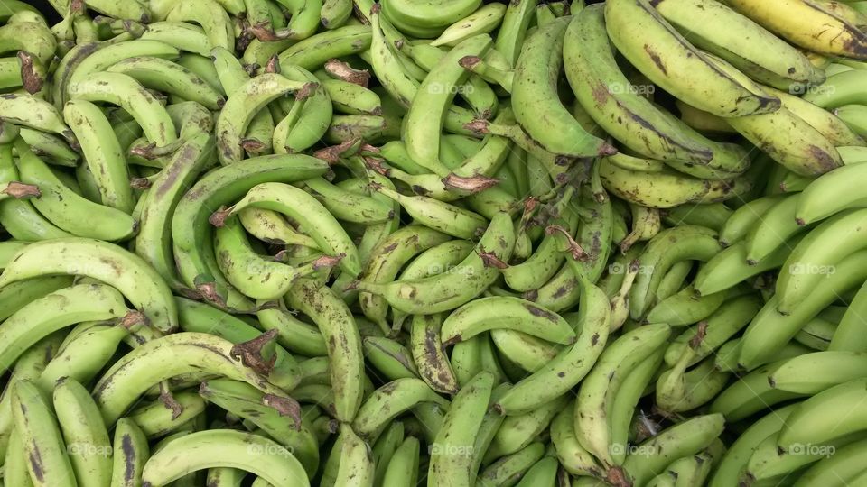 harvest of green plantain bananas
