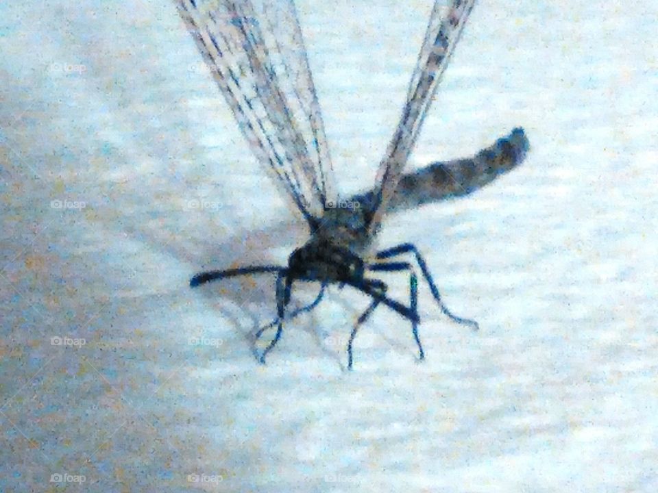Dragonfly. The first dragonfly my daughters have seen.