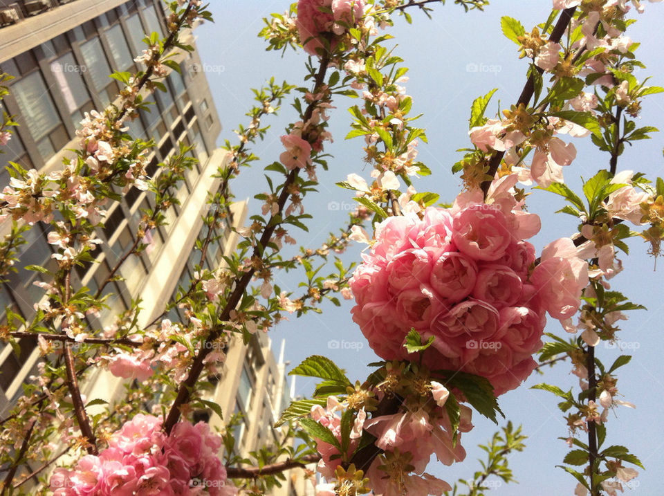 tree wedding ？ park by HIN