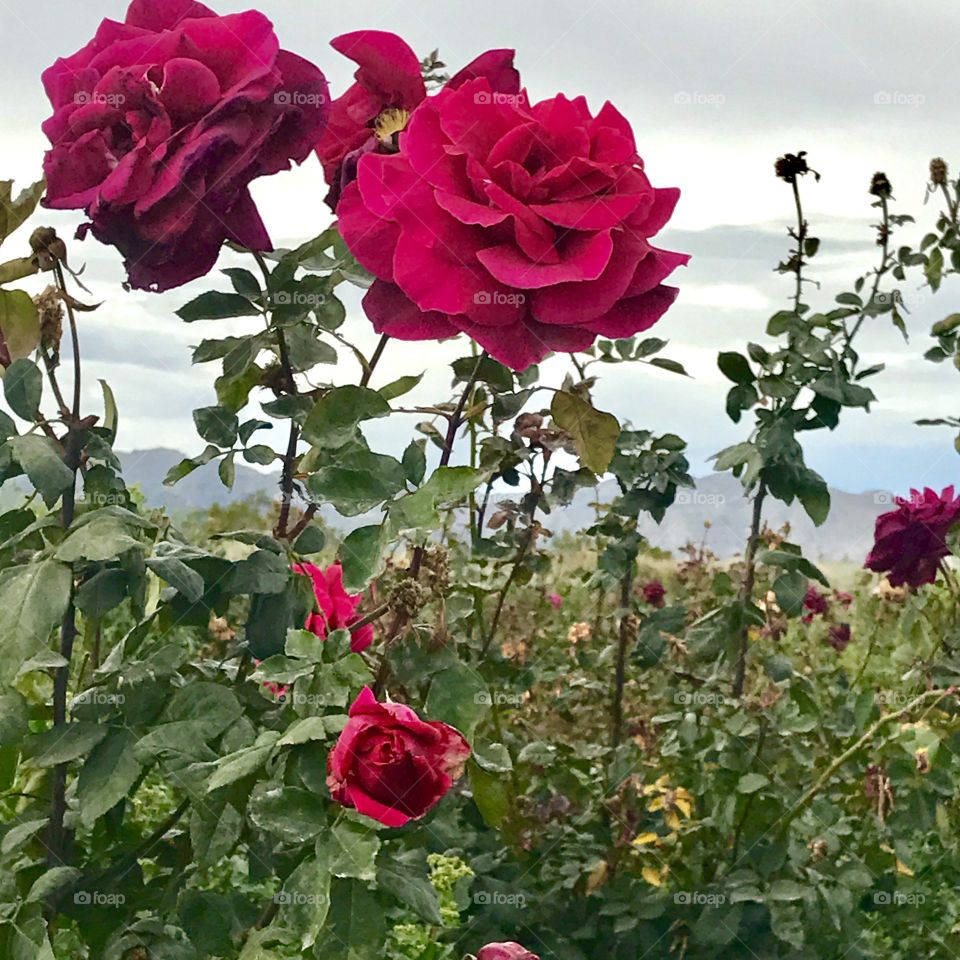 Close-Up Field Roses