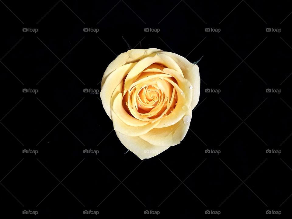 Beautiful light peach rose isolated on background with clipping path.