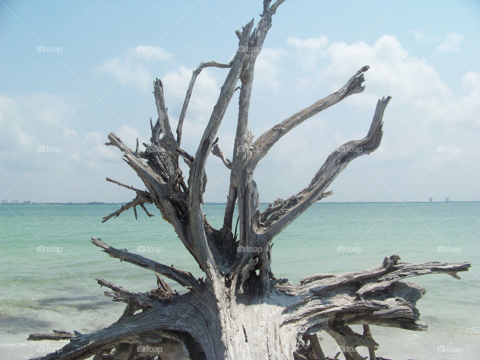 Fallen driftwood tree at beach
