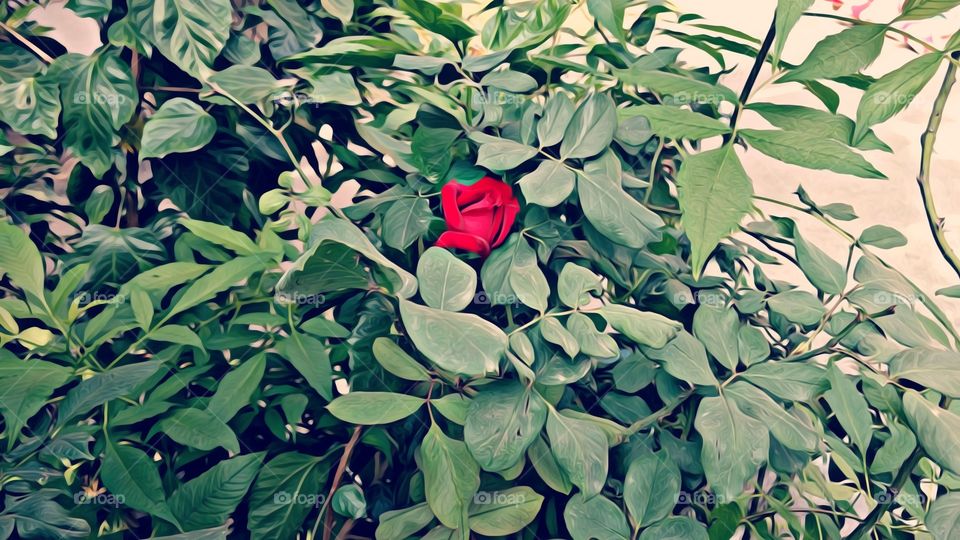 #amazingcolors #flowerseverywhere #octobermood #createyourownstyle #jeanjacket #handpainted #roses #handmade #rosegarden #photography #brisbane #amysheppard #geronimo #sheppard #red #bluehair #comment #dailyinspiration #hairstyle #elegance #follow4follow #love #amazing #ootd #lookoftheday #look #smile #selfie #picoftheday #accessories