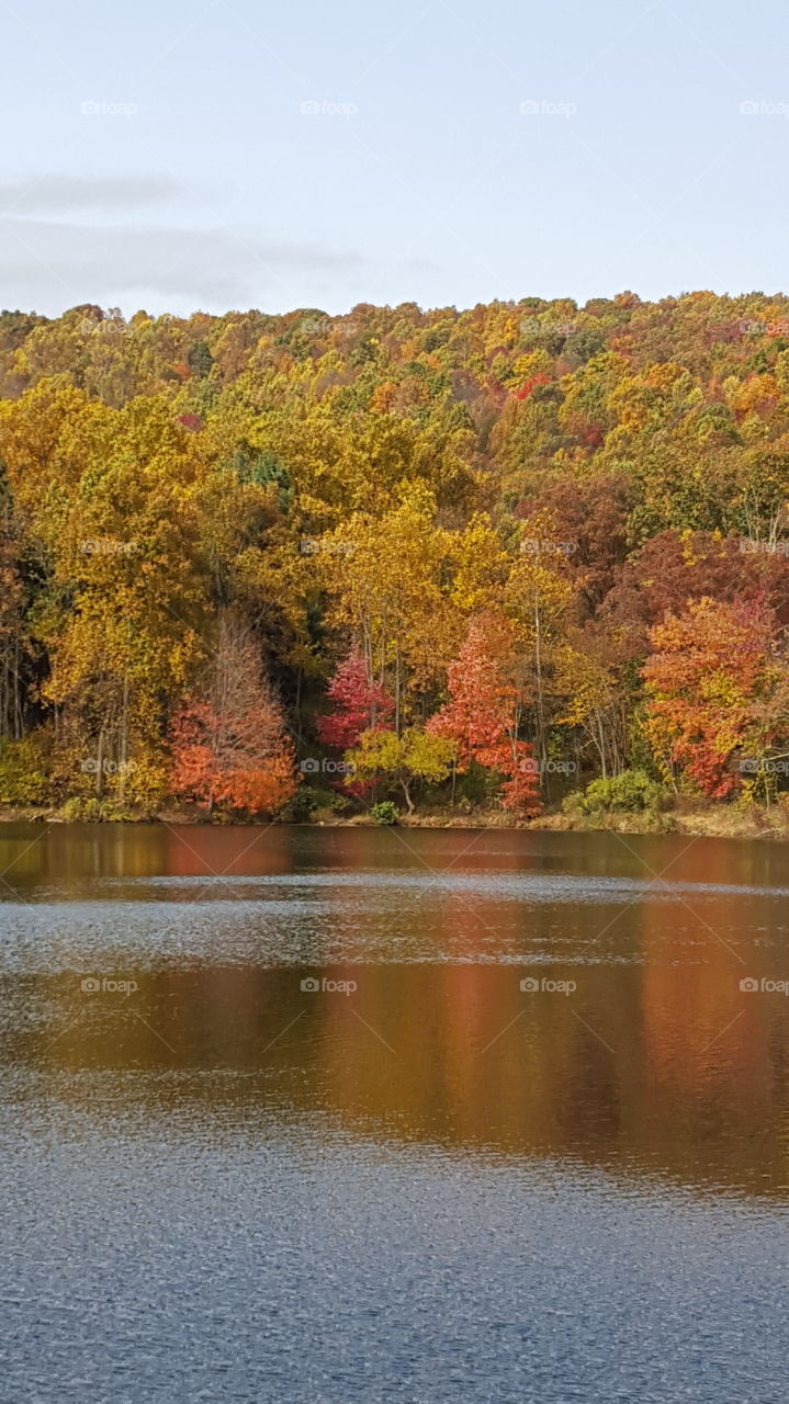 Fall, Tree, Nature, No Person, Landscape