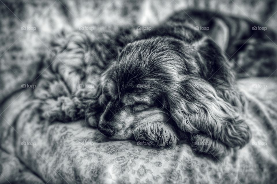 Old cocker having a nap in bw