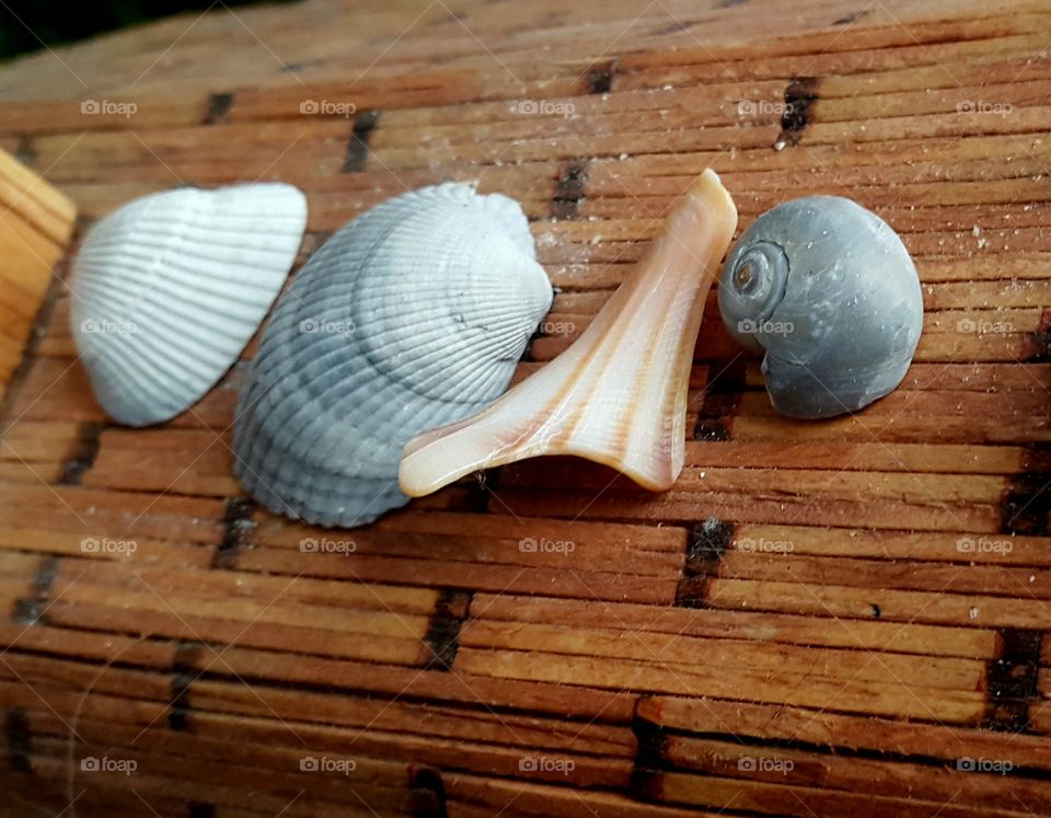High angle view of seashell on wood