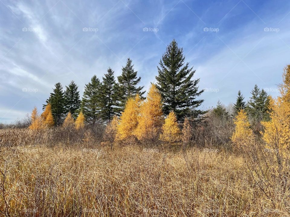 Autumn larches 