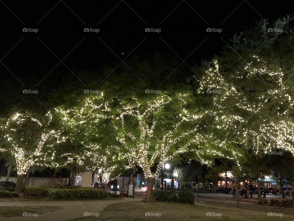 Tree lights night park 