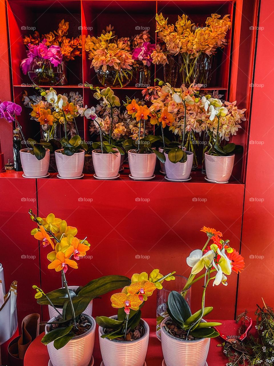 Orchid plants in a store