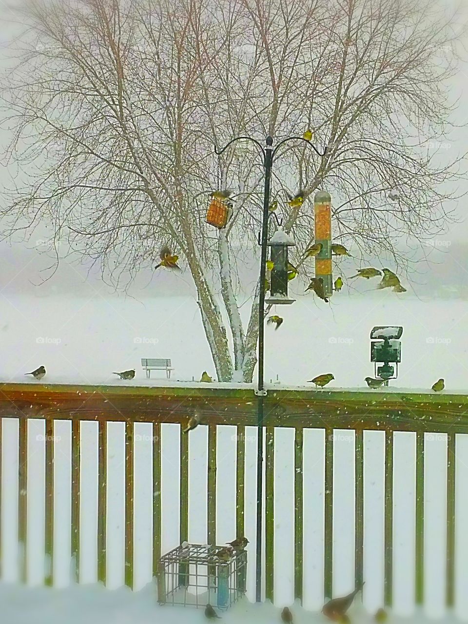 Feeding birds on a snowy winter day in Michigan